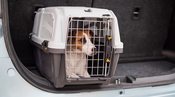 Caixa transportadora de cães para carros