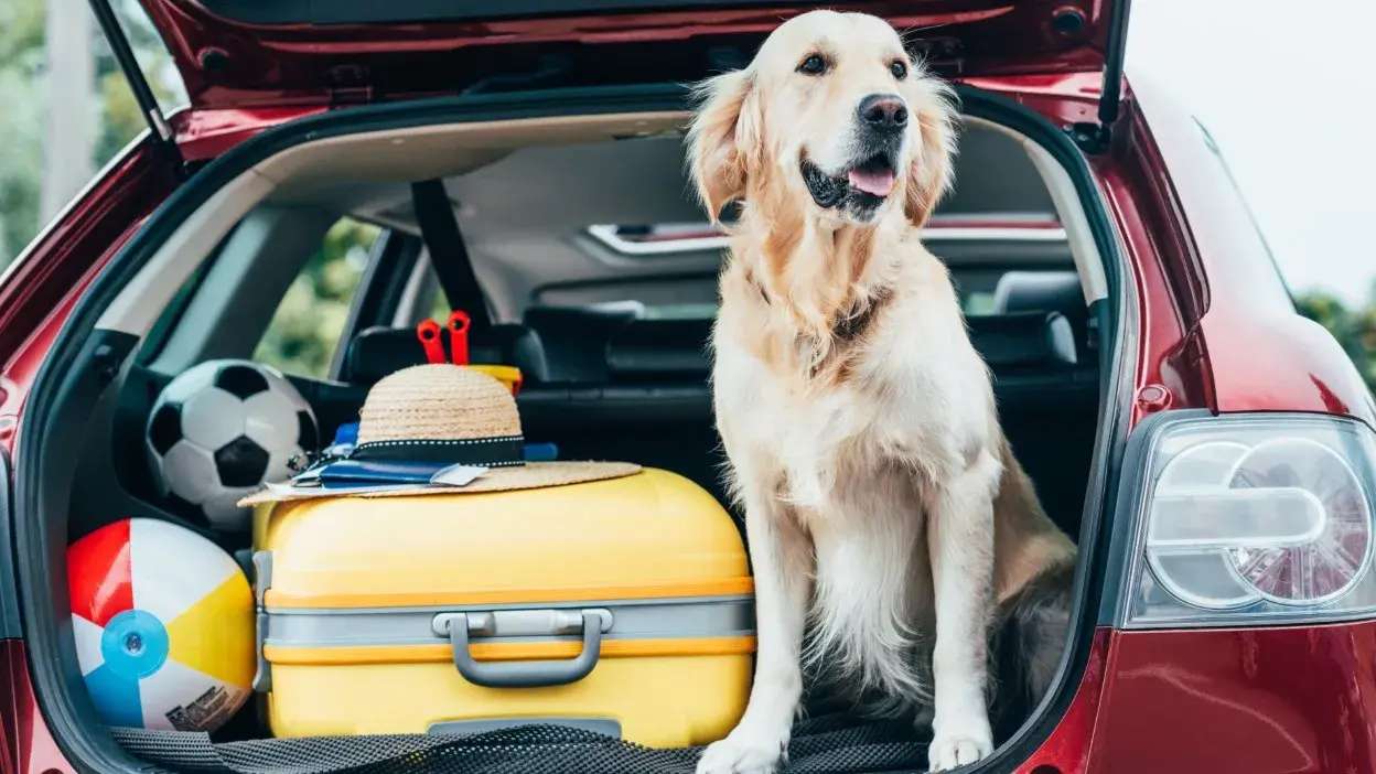 Cão sentado na bagageira de um carro com mala amarela, bola de praia e bola de futebol.