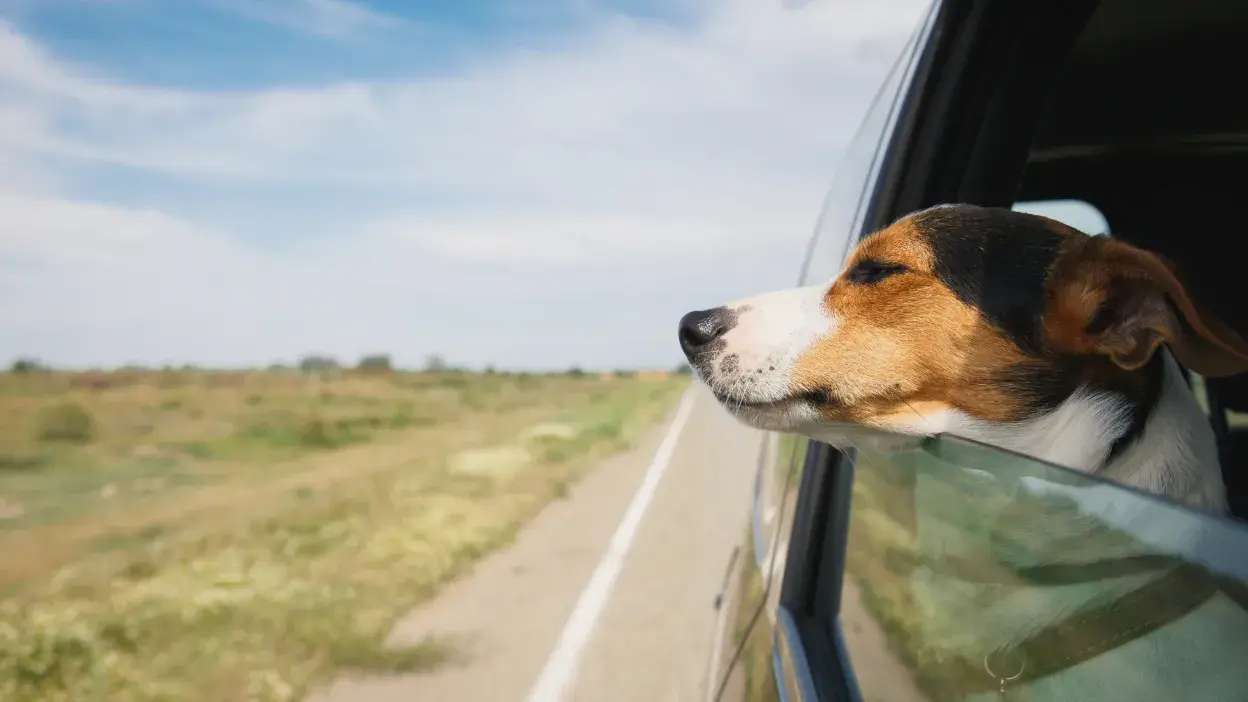 Cão feliz na janela de trás do carro