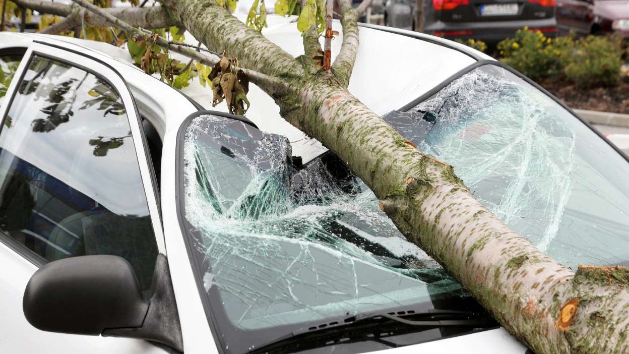 tronco caído para cima de um carro e vidro para brisas partido